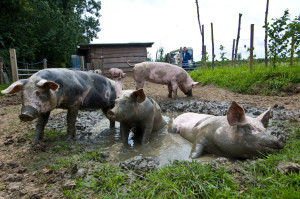 pig-in-mud